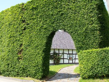 Haushecke - Foto: Naturpark Hohes Venn - Eifel